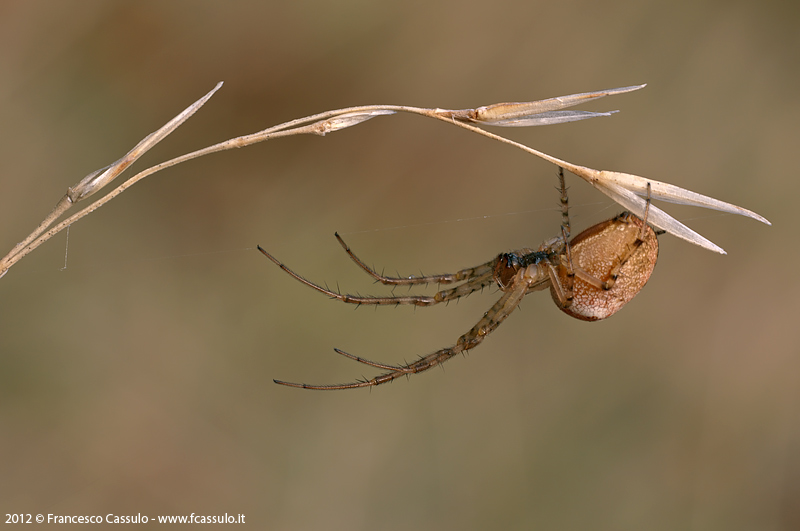 Metellina sp.